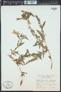 Diplacus calycinus image