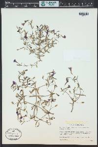 Erythranthe palmeri image