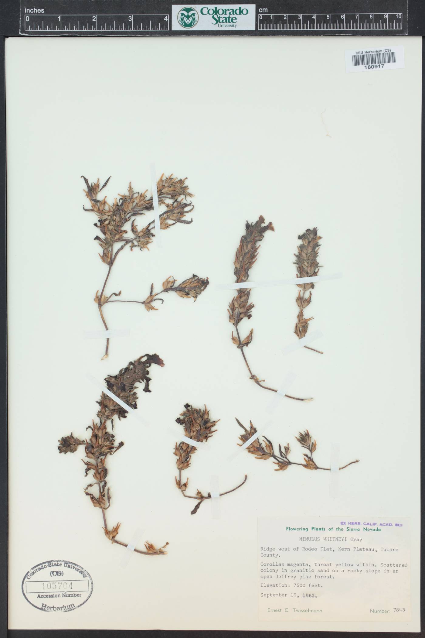 Diplacus whitneyi image