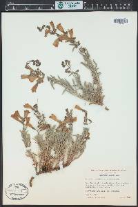 Penstemon laetus image