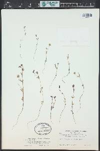 Collinsia sparsiflora image