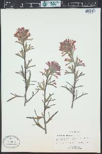 Castilleja angustifolia image