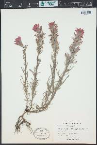 Castilleja angustifolia image