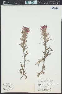 Castilleja angustifolia var. dubia image