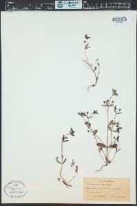 Collinsia parviflora image