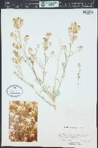 Lepidium fremontii image