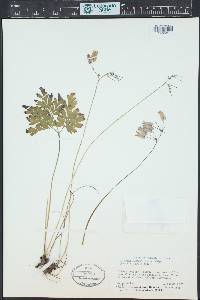 Dicentra formosa image