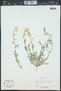 Corydalis aurea image