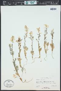 Corydalis aurea image