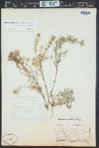 Leptosiphon floribundum image