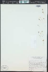 Gymnosteris nudicaulis image