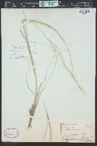 Hesperostipa comata image