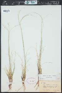 Hesperostipa neomexicana image