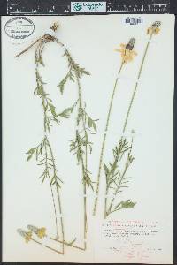 Ratibida columnifera image