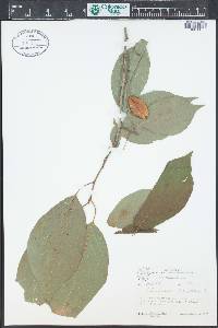 Halesia carolina image