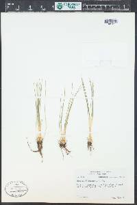 Isoëtes engelmannii image