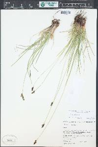 Carex stevenii image