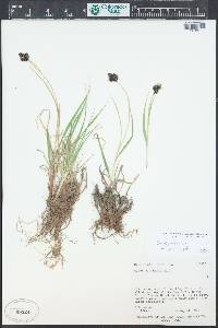 Carex pelocarpa image