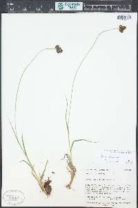 Carex pelocarpa image