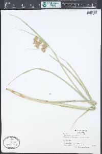 Scirpus microcarpus image