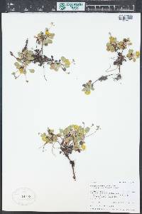 Eriogonum umbellatum var. aureum image
