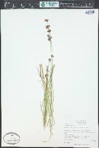 Juncus longistylis image