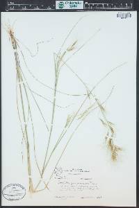 Aristida purpurascens image