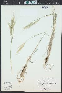 Bromus diandrus image