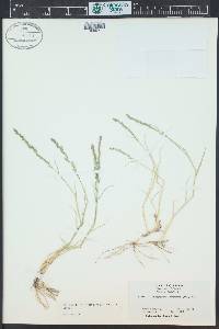 Muhlenbergia richardsonis image