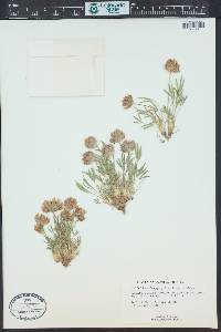 Trifolium dasyphyllum image