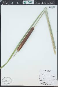 Typha angustifolia image