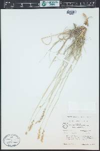 Hilaria jamesii image