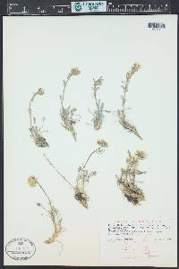Smelowskia americana image