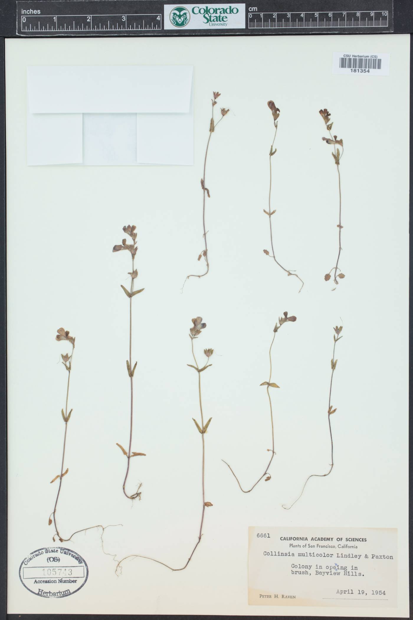 Collinsia multicolor image