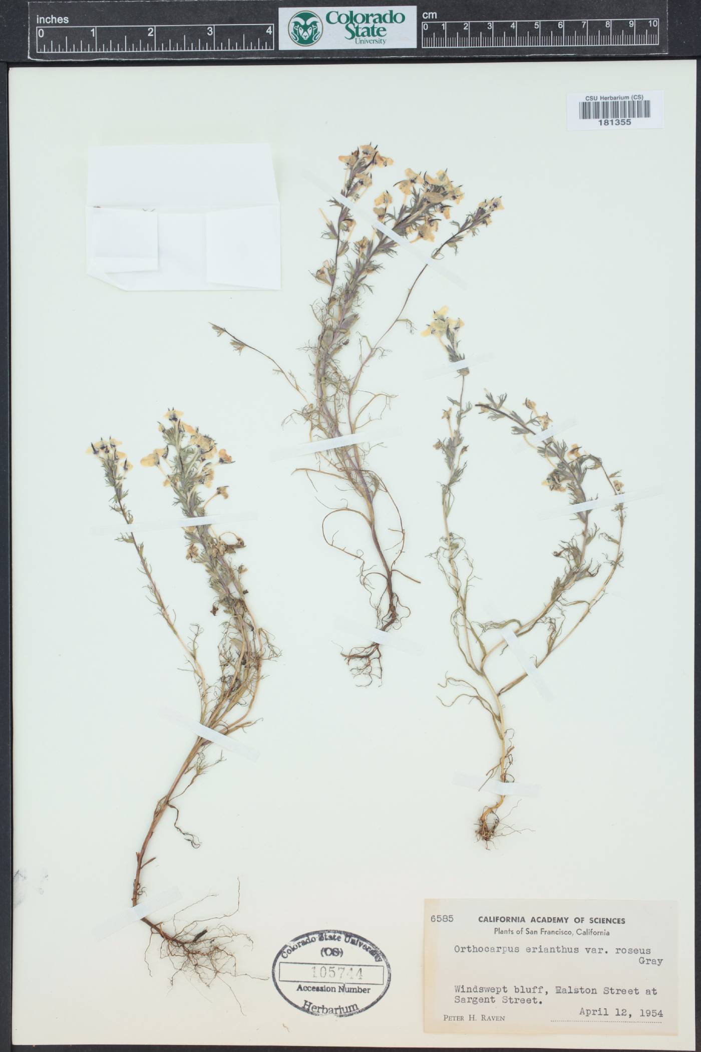 Triphysaria eriantha subsp. rosea image