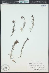 Castilleja lemmonii image