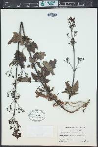 Scrophularia californica image