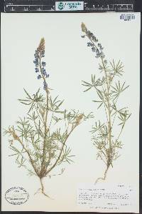 Lupinus sparsiflorus image