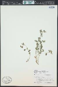 Trifolium dubium image