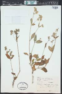 Mirabilis nyctaginea image