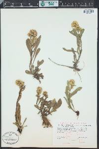 Solidago simplex image