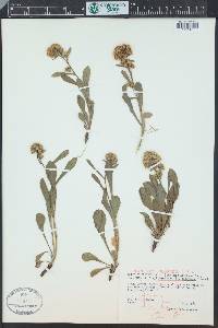 Solidago simplex var. nana image