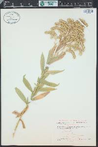 Solidago lepida image