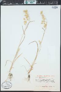 Bromus briziformis image