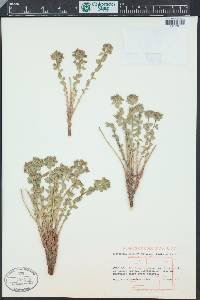 Euphorbia brachycera image