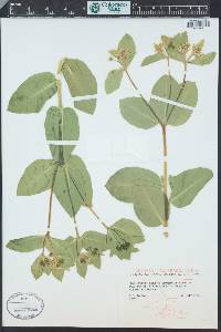 Euphorbia marginata image