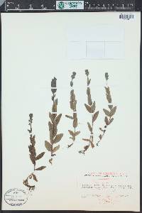 Veronica wormskjoldii image