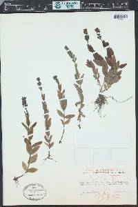 Veronica wormskjoldii image