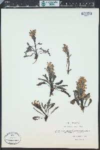 Pedicularis oederi image