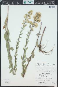 Solidago nana image